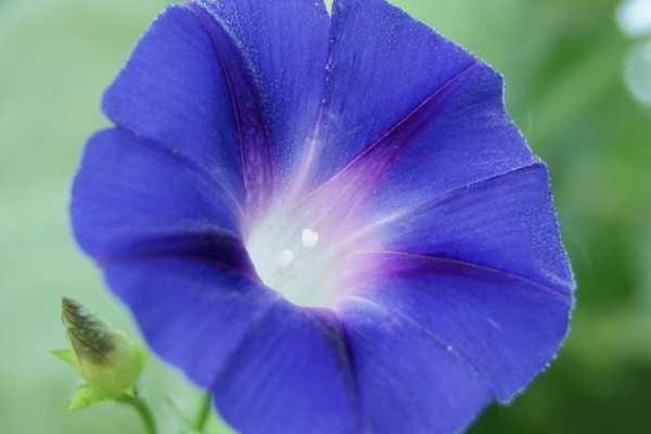 牵牛花种子能播在院子里吗