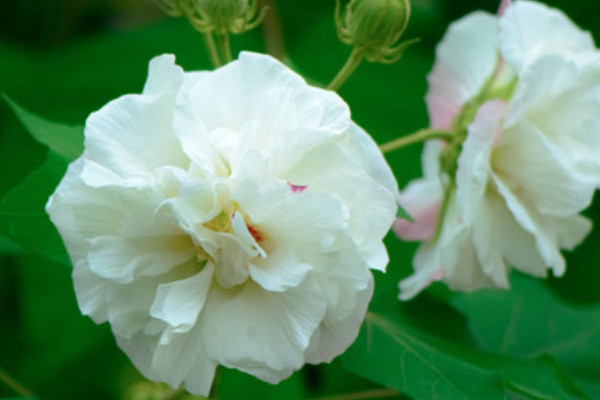 芙蓉花夏天能不能放在外面养