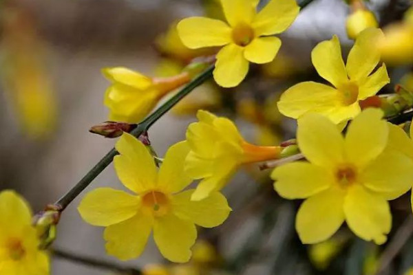 迎春花盛开在哪个季节