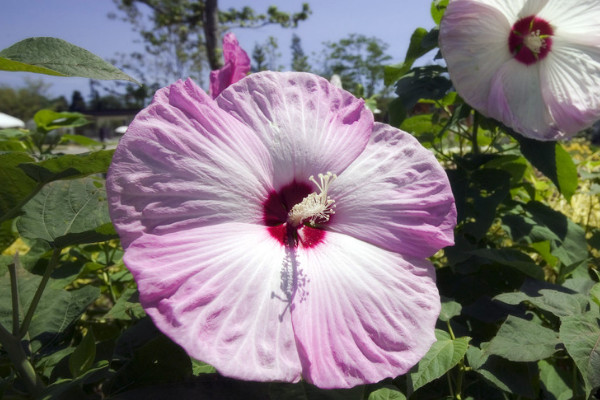 盆栽芙蓉花可以家养吗