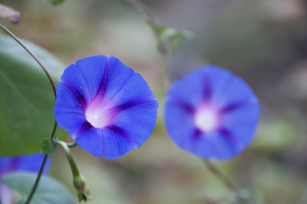 牵牛花能在室外过冬吗