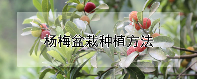 杨梅盆栽种植方法