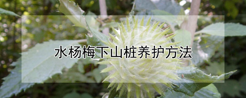 水杨梅下山桩养护方法