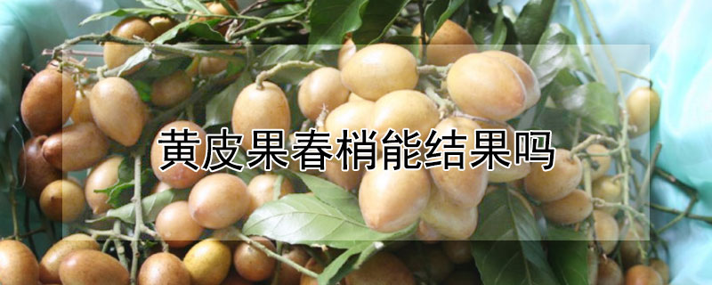 黄皮果春梢能结果吗