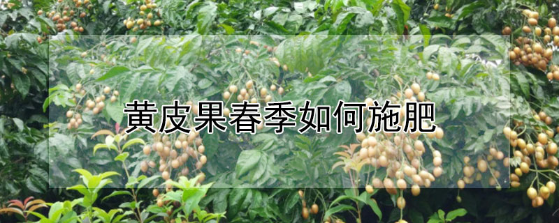 黄皮果春季如何施肥 —【发财农业网】