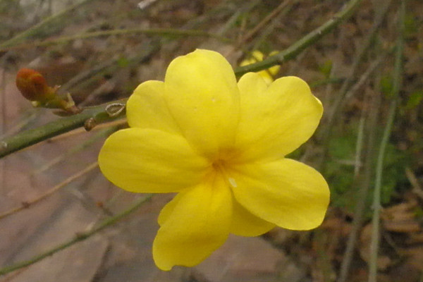 迎春花老桩怎样移栽