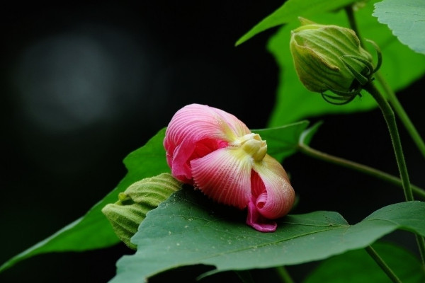 芙蓉花叶子干焦怎么办