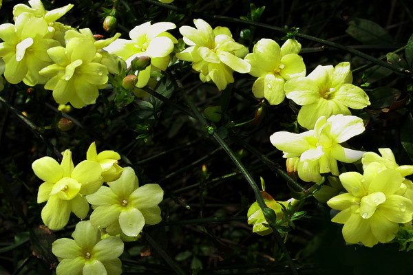 迎春花夏天的养护和管理