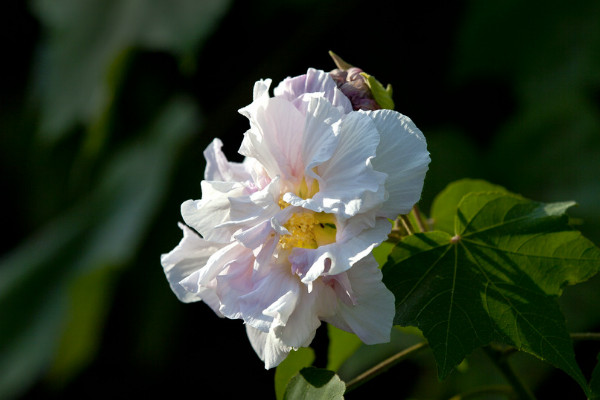 芙蓉花和牡丹的区别