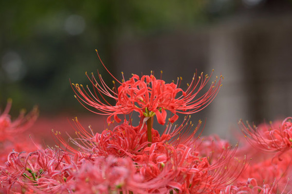 彼岸花根茎是什么样子