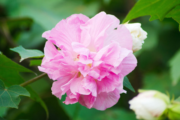 芙蓉花有几种品种