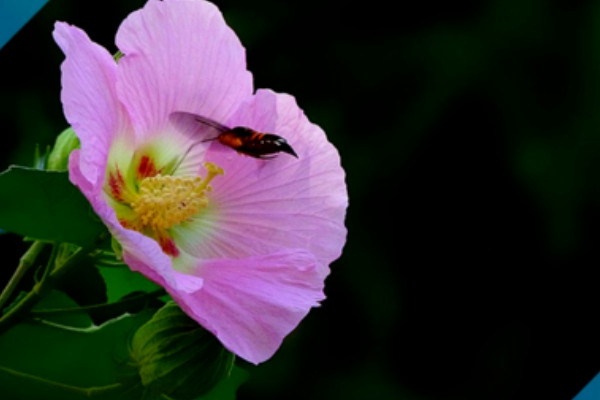 芙蓉花没开时有叶子吗