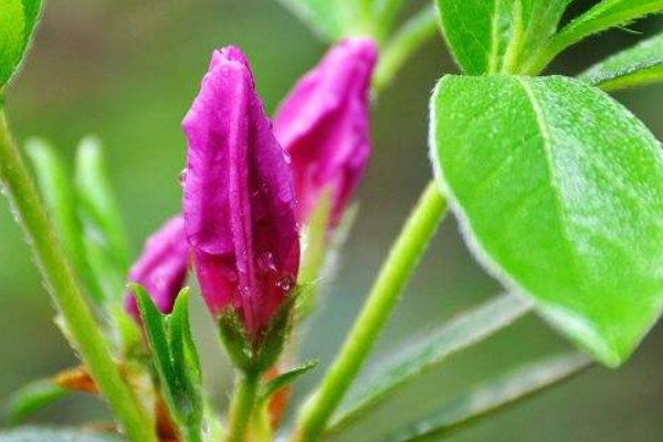 杜鹃花怎么养才开花