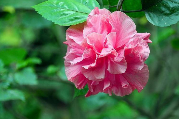 芙蓉花能不能晒太阳