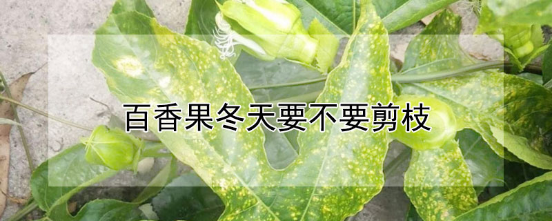 百香果冬天要不要剪枝