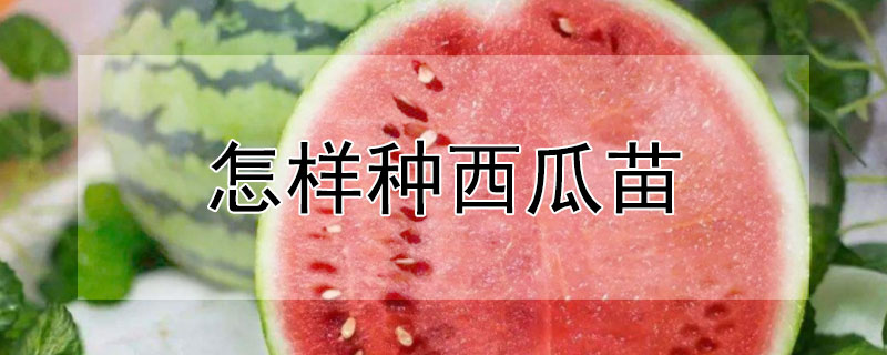 怎样种西瓜苗 发财农业网