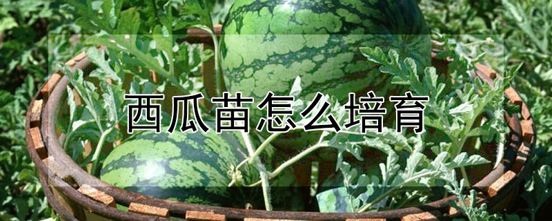 西瓜苗怎么培育