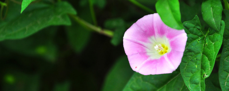 牵牛花的种子什么时候种