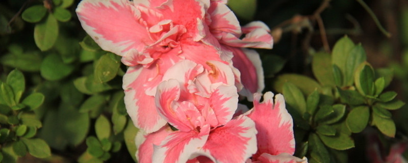 杜鹃花几月份长新叶子