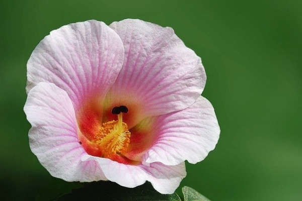 芙蓉花浇水多叶子黄吗