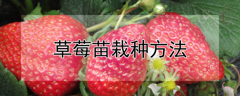 草莓苗栽种方法