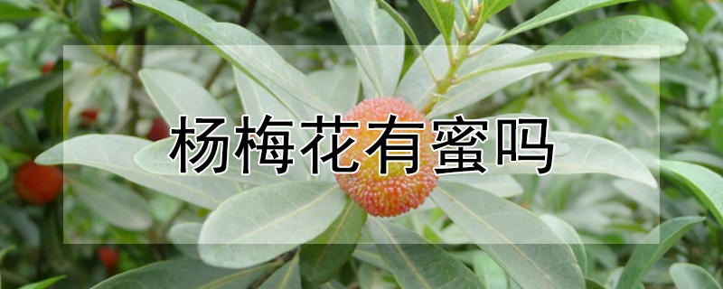 杨梅花有蜜吗