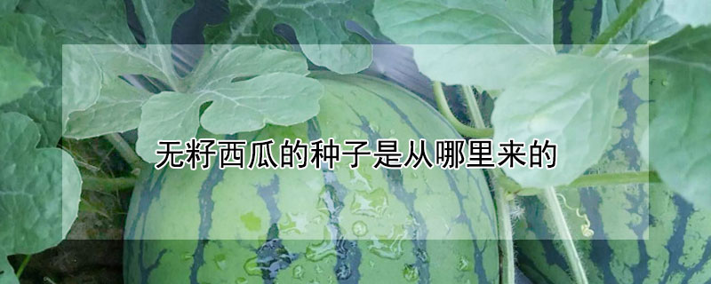 无籽西瓜的种子是从哪里来的