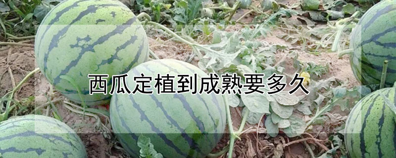 西瓜定植到成熟要多久