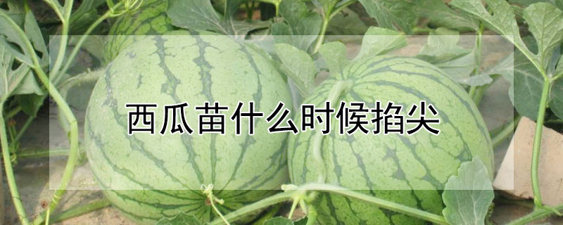 西瓜的品种有哪些 发财农业网 西瓜的品种有哪些 发财农业网