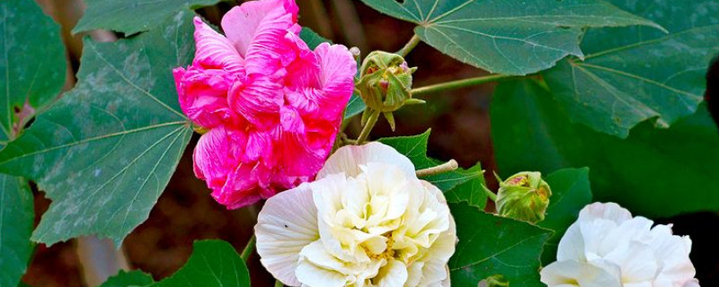 芙蓉花的叶子不好可以剪掉吗