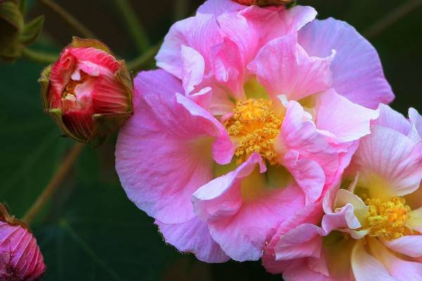 芙蓉花的叶子不好可以剪掉吗