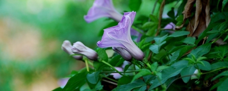 牵牛花发芽了怎么养