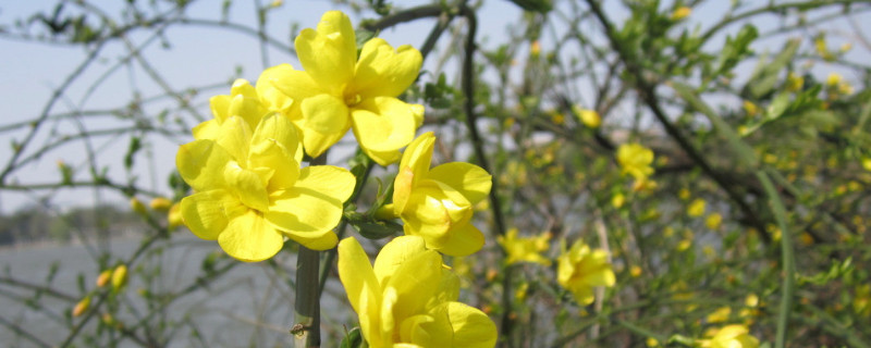 迎春花怎么繁殖