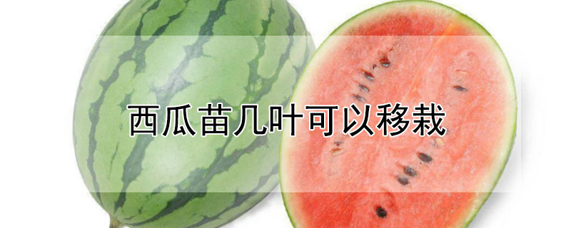 无籽西瓜品种 发财农业网 无籽西瓜品种 发财农业网