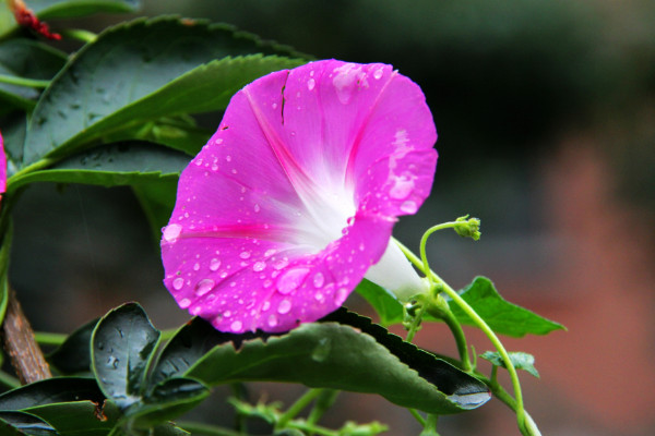 牵牛花开花可以施肥吗