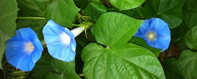 牵牛花怎么传播种子