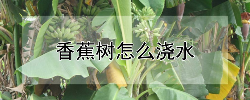 香蕉树怎么浇水