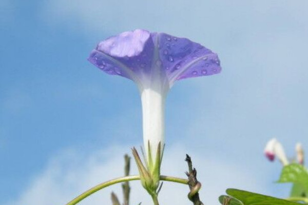 牵牛花移栽多久可以缓苗