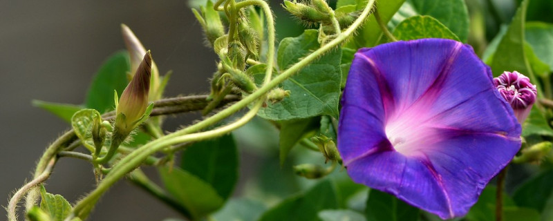 牵牛花移栽容易活吗