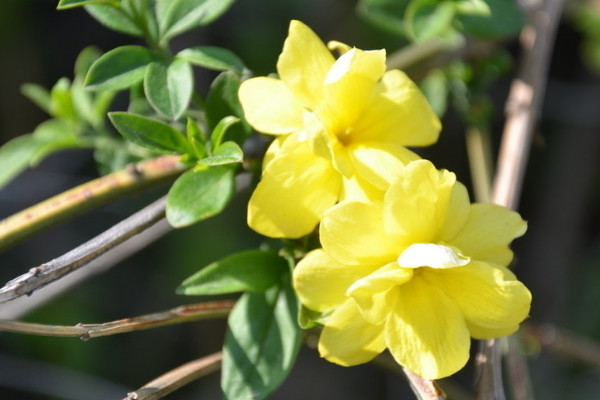 迎春花开花前如何修剪