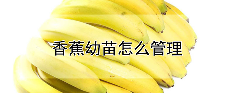 香蕉幼苗怎么管理