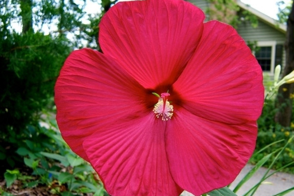 芙蓉花有花蕾能浇水吗