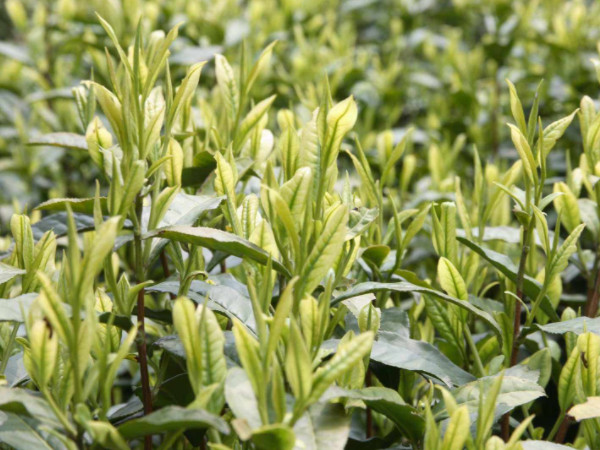 白茶的栽培与种植技术