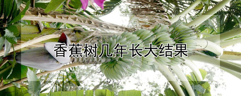 香蕉树几年长大结果