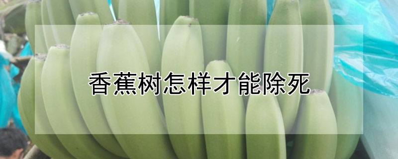 香蕉树怎样才能除死