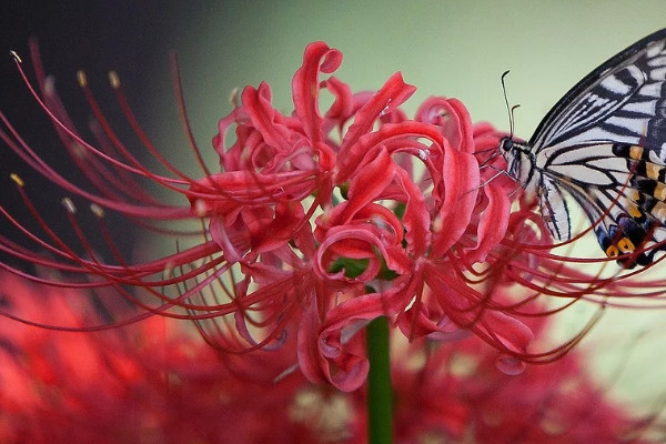 彼岸花盆栽会开花吗