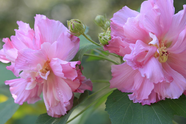 芙蓉花冬眠用浇水吗