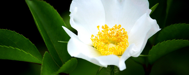 金樱子可以和哪类植物嫁接