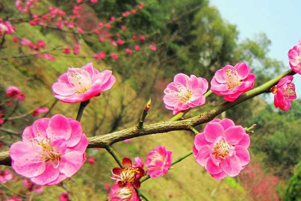 水养腊梅花养护要点