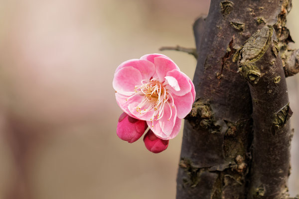 水养腊梅花养护要点